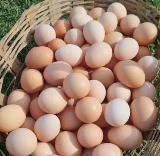 Vendo ovos caipira 15 reais a dúzia