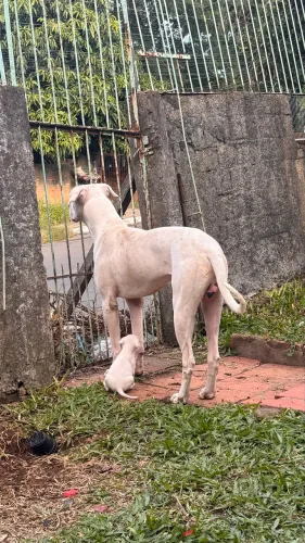 FILHOTES DISPONÍVEIS DOGO ARGENTINO X PITBULL AMSTAFF 
