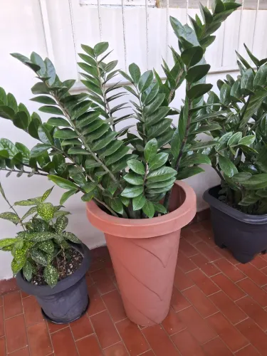 Zamioculca no vaso