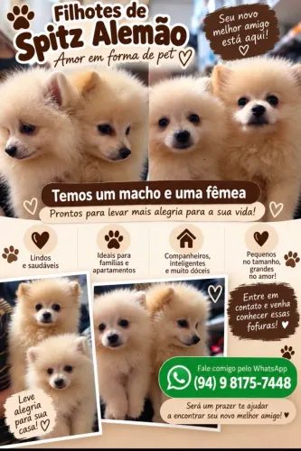 Filhotes