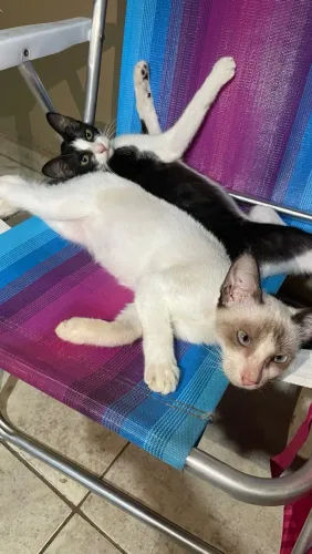Adoção de gatinhos