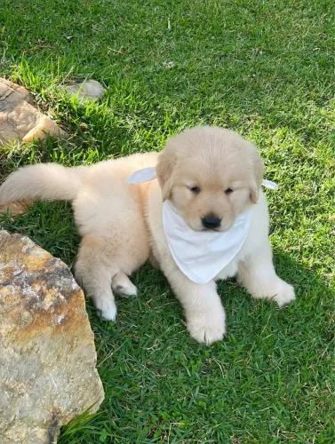 Golden retriever filhotes 