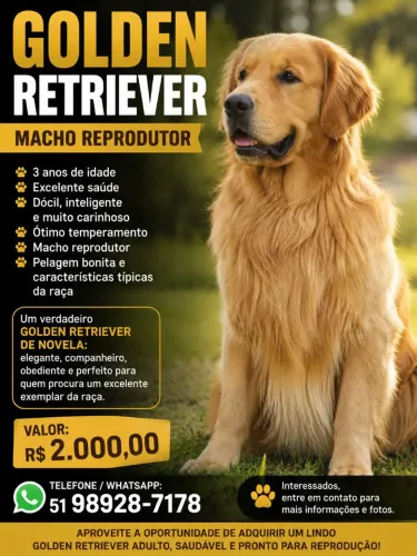 Golden Retriever Macho reprodutor com pedigree CBKC