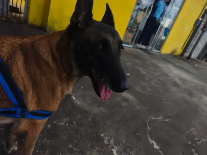 pastor belga malinois 