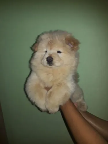 Chow chow americano perfeitos