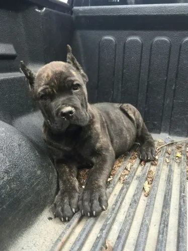 Filhotes de cane corso italiano