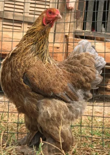 Brahma ovos/pintinhos/