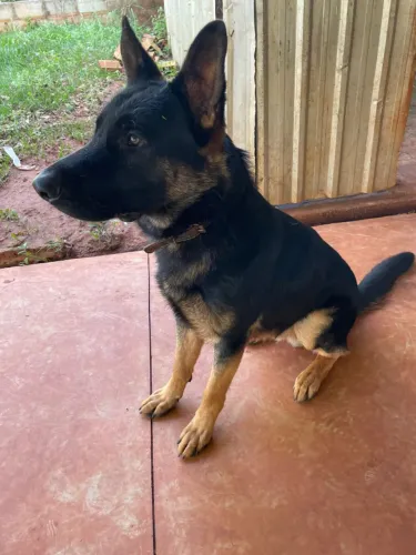 cachorro pastor alemão