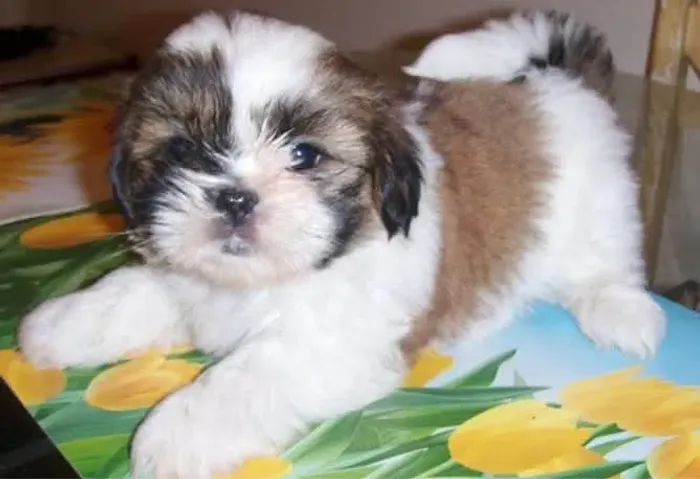 Vendo duas femeas de Lhasa Apso filhote esta vermífugo em dia,nao esta vacinada