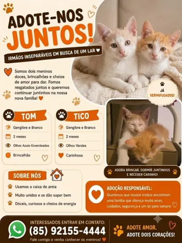 Doação responsável de dois gatinhos