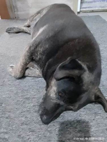 Doa- se cachorra