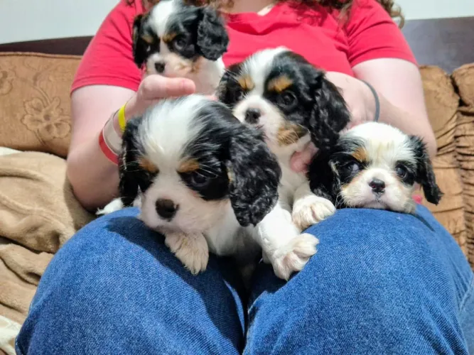 Filhotes de Cavalier king Charles spaniel