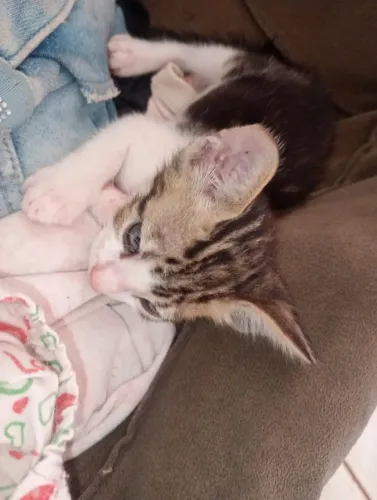 Gatinho macho