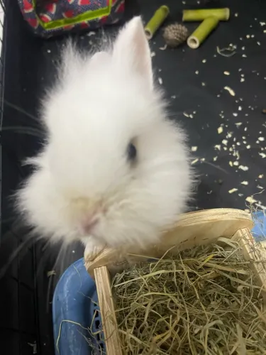 Mini coelho