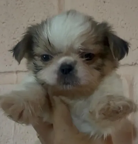 Shih tzu docil e muito carinhoso