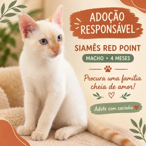 Gato