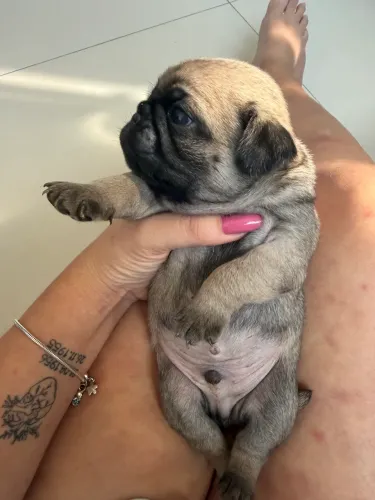 Filhote de pug