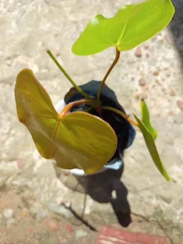 PLANTA ANTÚRIO da flor Rosa.