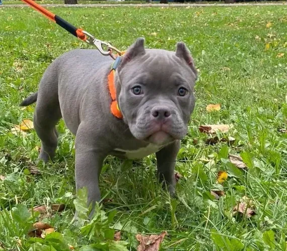 American Bully - Alguns Presente Da Vida Vem Correndo Até Você 