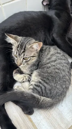 Gata rajadinha filhote