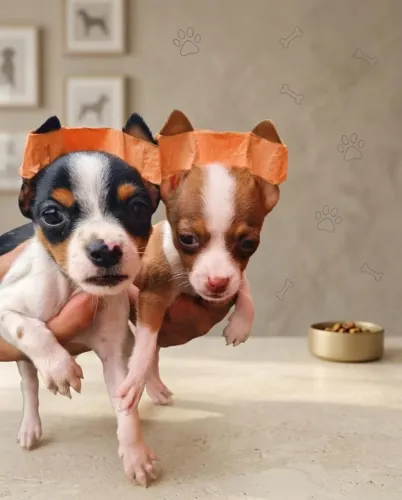 Pinscher Fêmea Pura e Muito Esperta