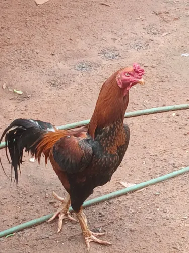 Vendo indio tailandês