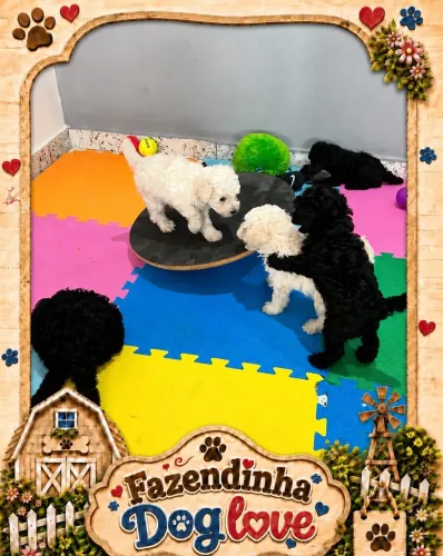 POODLE