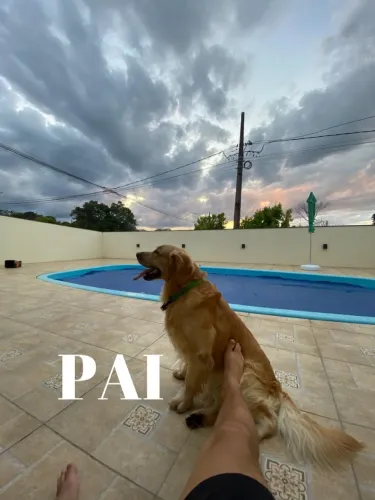 FILHOTE GOLDEN RETRIEVER