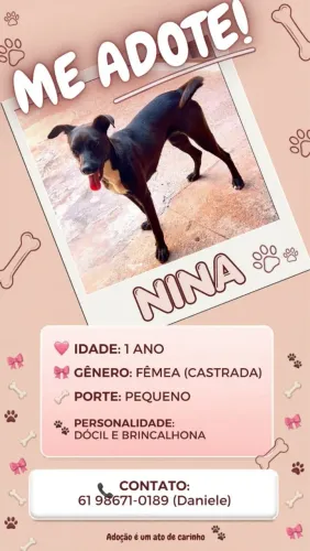 Doação de cadela 1 ano, castrada muito dócil e brincalhona 
