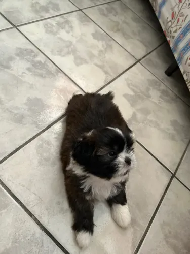 Vende se linda cachorrinha shitzu