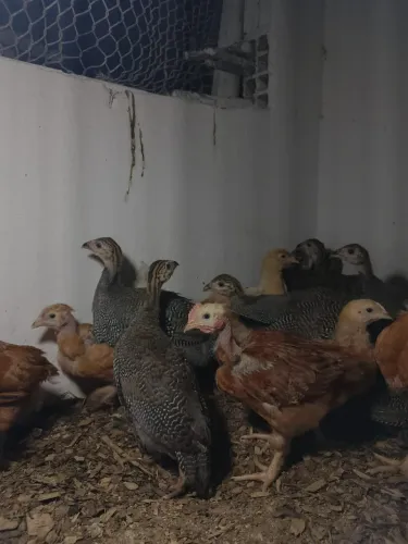 capote e frango caipira pesadão psc, ps.