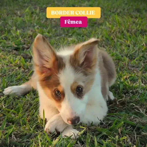 BORDER COLLIE FÊMEA 