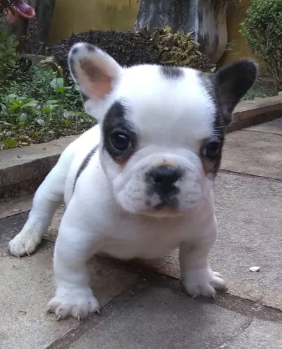 Bulldog Francês : Fêmeas e Machos