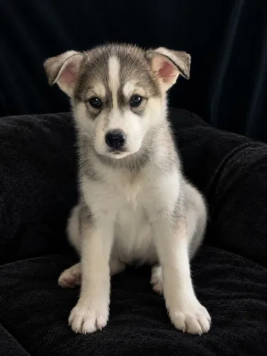 ? **FILHOTES DE HUSKY SIBERIANO À VENDA!** ?  ? Lindos filhotes, 