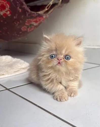 Gato persa
