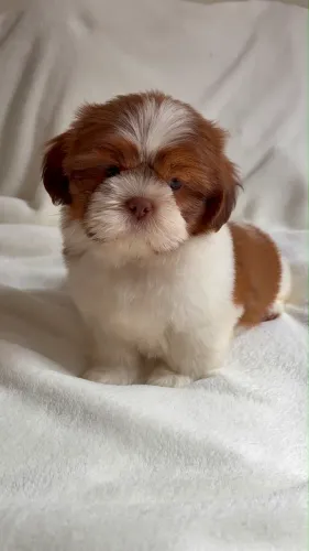 Machinho de Shih tzu