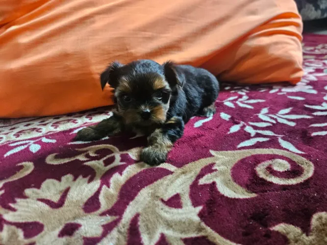 Yorkshire Toy MINI