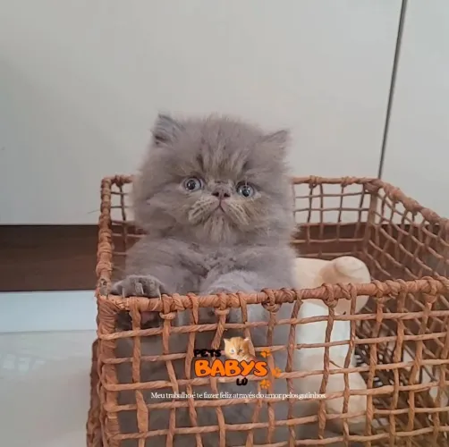 Gatos Persas Maravilhosos