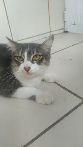 Estou doando gatinho 
