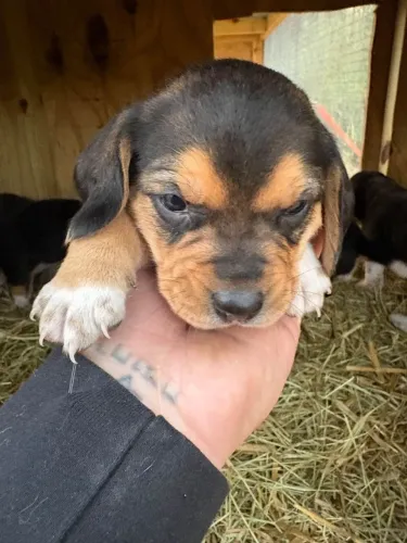 Filhotes de Beagle | Cheios de alegria pra dar!
