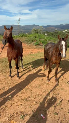 Cavalo e égua 