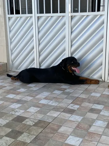 Filhotão Rottweiler 9 meses