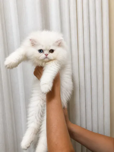 Gato persa