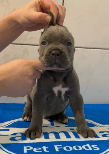Cane corso