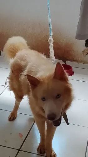 Cachorro chow-chow