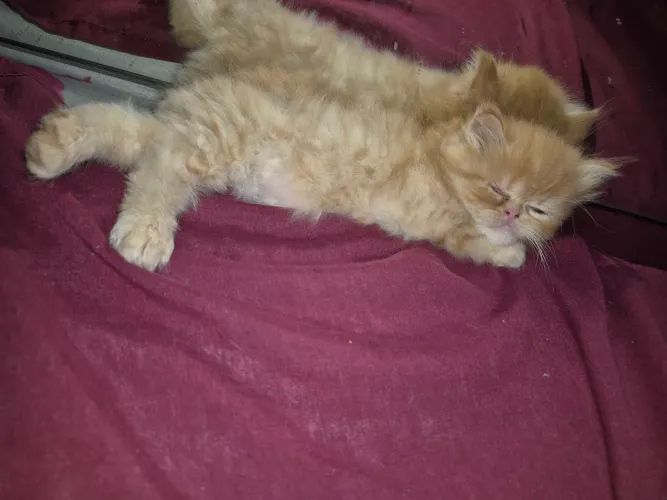 Gato persa