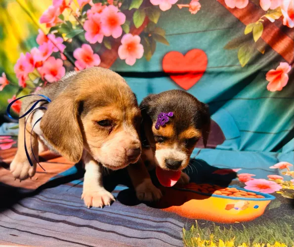  Beagle Fêmea a pronta entrega 13 polegadas 