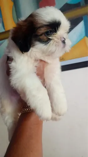 Shih tzu entrega imediata 