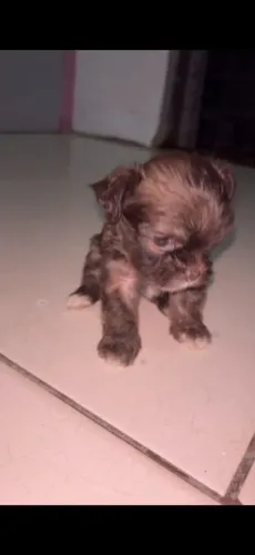 Shitzu porte pequeno