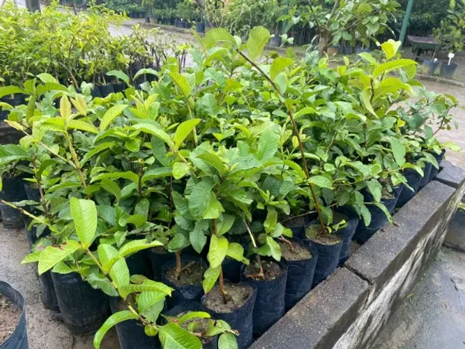 Mudas de Goiaba Paluma - Produção Rápida!!